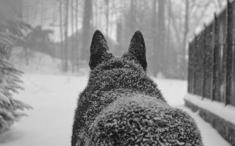 SEGÚN CENSO EN GROENLANDIA HABITAN MÁS PERROS QUE PERSONAS SEGÚN CENSO EN GROENLANDIA HABITAN MÁS PERROS QUE PERSONAS